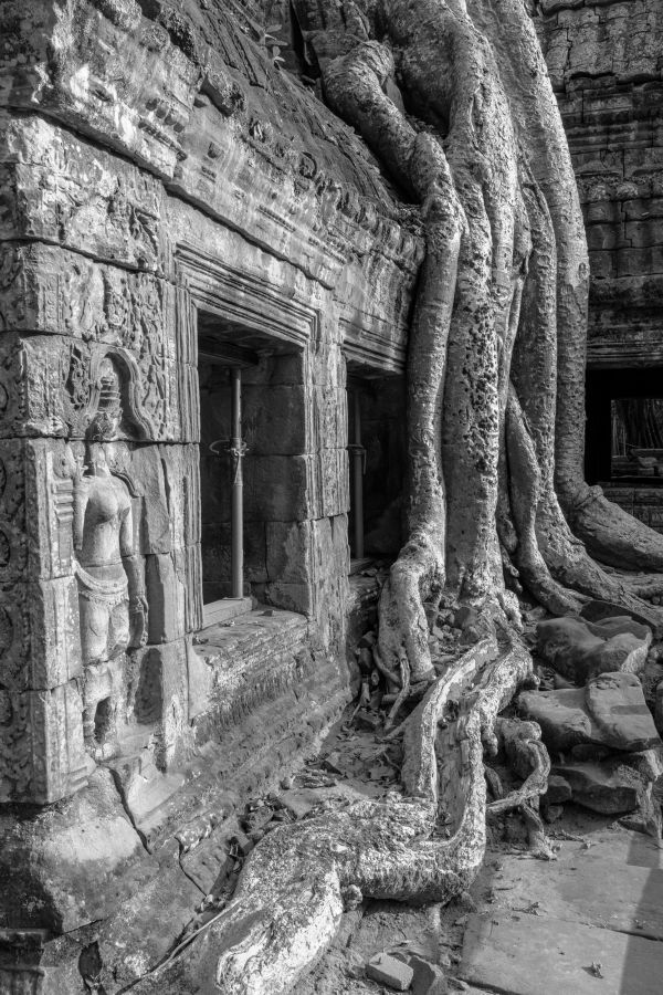 ta prohm-51.jpg